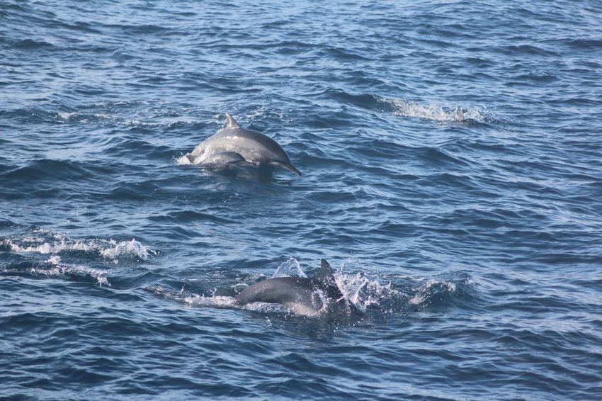 2015-04-24-Sri-Lanka-Mirissa-Whales-01