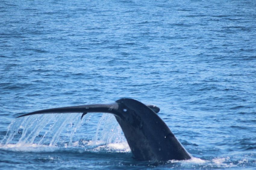 2015-04-24-Sri-Lanka-Mirissa-Whales-10
