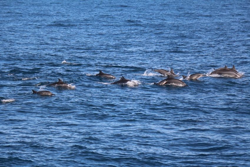 2015-04-24-Sri-Lanka-Mirissa-Whales-13
